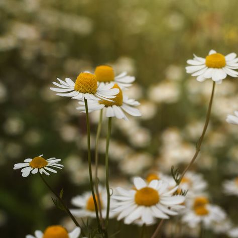 A universally loved plant, chamomile has been a part of herbal medicine for millennia. The ancient Egyptians dedicated the plant to the sun god Ra, and loved the herb, using it profusely in teas and infused in oils for all-over skin treatments. #chamomile Nature, Plant Chamomile, Sun God Ra, Chamomile Plant, Chestnut Springs, Distillation Process, Roman Chamomile, Sun God, Ancient Egyptians