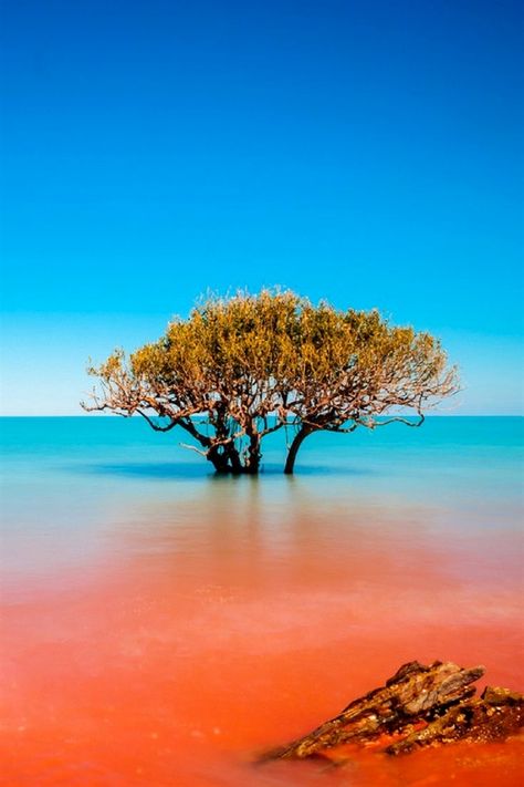 Landscape Roses, Broome Australia, Landscape Photography Trees, Places In Australia, Australia Landscape, Landscape Timbers, Nature Photography Trees, Human Geography, Belle Nature