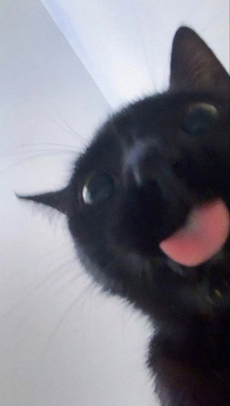 Black Cat Sticking Tongue Out, Black Kittens Aesthetic, Aesthetic Black Cat Pfp, Cute Cat Pfp Black, Black Cat Pfp Cute, Black Cats Aesthetic Wallpaper, Silly Black Cat Pfp, Cat With Tongue Out, Black Puma Animal