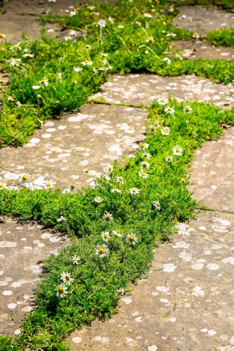A fragrant chamomile terrace | %%channel_name%% Chamomile Lawn, Chamomile Seeds, Chamomile Plant, Slate Patio, Lawn Alternatives, Dry Sand, Roman Chamomile, Front Yard Landscaping Simple, Chamomile Flowers