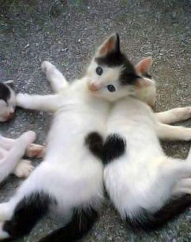 Happy valentines day to you and your cats!  Red Oak Apartment Homes in New Hampshire is pet friendly. We offer dog friendly options at some of our Manchester and Milford locations. Cats are accepted at every Red Oak apartment. Call us at 603-668-8282. Www.redoakproperties.com. Caine Husky, Söpö Kissa, Regnul Animal, Anak Haiwan, Söt Katt, Koci Humor, Haiwan Lucu, Seni Dan Kraf, Image Chat