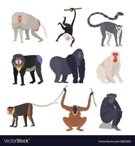 Chimpanzee Illustration, Different Types Of Monkeys, Types Of Monkeys, Monkey Drawing, Monkey Illustration, Amazon Jungle, Animal Vector, Jungle Illustration, Monkey Design