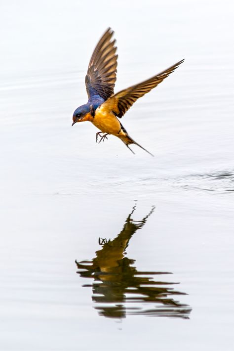 A barn swallow flying over the lake at Prospect Park in Wheat Ridge, Colo. Swallow Flying, Flying Bird Tattoo, Barn Swallow, Swallow Tattoo, Swallow Bird, Chinoiserie Wallpaper, 문신 디자인, Swallows, A Barn