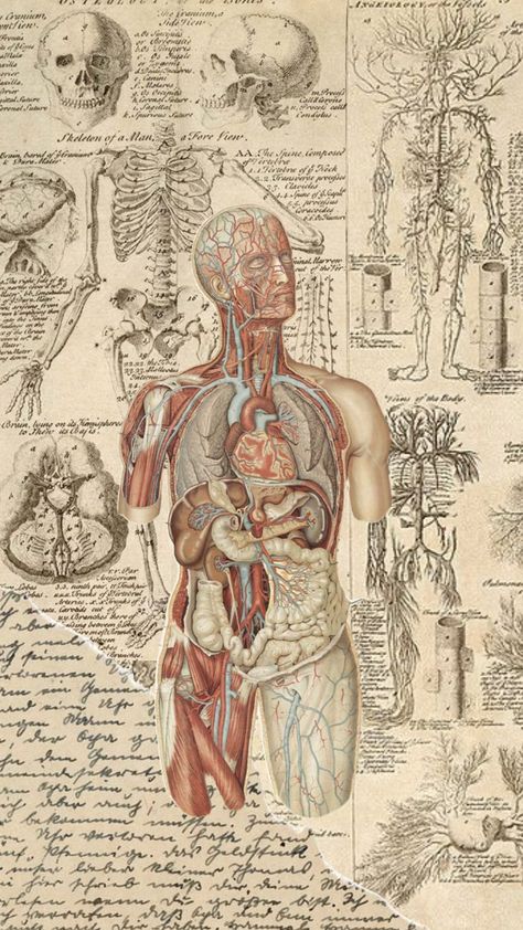 Medical Drawings Aesthetic, Ipad Wallpaper Anatomy, Anatomy And Physiology Wallpaper, Medicin Wallpaper, Phycology Aesthetic Wallpaper, Anatomy Cover Page, Physiology Wallpaper, Aesthetic Medicine Wallpaper, Anatomy Art Wallpaper