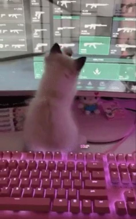 Cat On Keyboard Pfp, Cat On Keyboard, Discord Moderator, Grunge Pictures, Nyc Fits, Dark Red Wallpaper, Cat Profile, Cat Obsession, Kitty Games