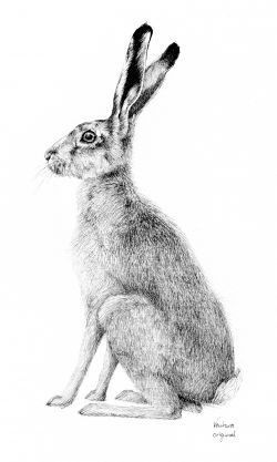 Scribble Art Of Rabbit Drawing Rabbits, Hare Sketch, Bunny Sketch, Hare Drawing, Hare Watercolour, Hare Art, Hare Painting, Animal Outline, Rabbit Drawing