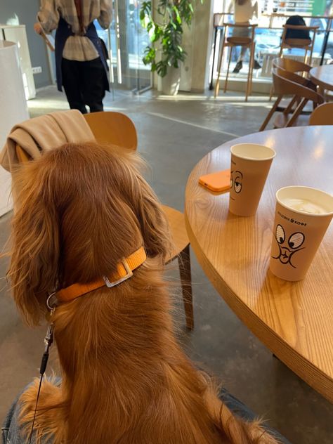 Los Angeles, Pet Coffee Shop, Dog Cafe Aesthetic, Dog Coffee Shop, Ready To Drink Coffee, Korean Coffee Shop, Blank Street, Korean Coffee, Alfred Coffee