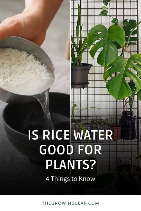 🍚🌿 Discover the benefits and pitfalls of using rice water in your garden. Learn how to prepare and apply it correctly for eco-friendly plant care. 📖💧 #PlantCare #EcoFriendlyGardening #GreenLiving #GardenTips Rice Water For Plants Benefits, Rice Water For Plant Growth, Rice Water Fertilizer, Rice Water For Plants, Pesticides For Plants, Rice Water Benefits, Farming Tips, Diy Fertilizer, Flower Fertilizer