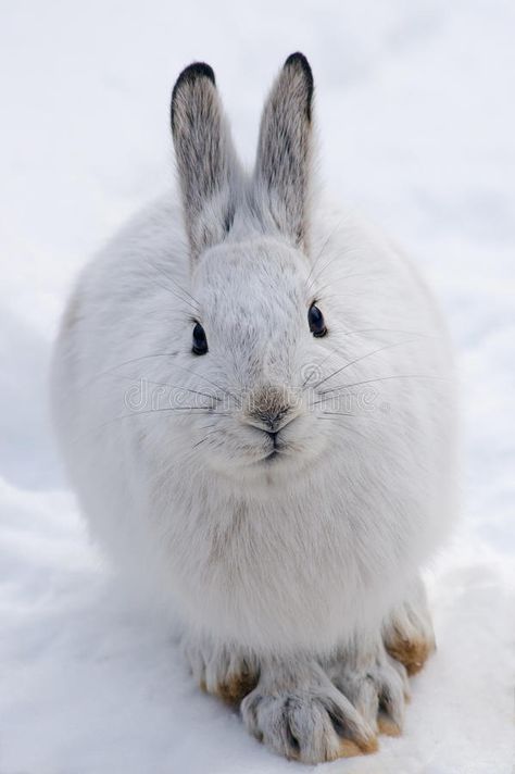 Snowshoe Hare. White snowshoe hare in winter, front view #Sponsored , #PAID, #Affiliate, #Hare, #snowshoe, #front, #White Snow Shoe Hare, Bunny Front View, Rabbit Front View, Felted Reindeer, Snowshoe Rabbit, Rabbit Zodiac, Hare Pictures, Winter Bunny, White Hare