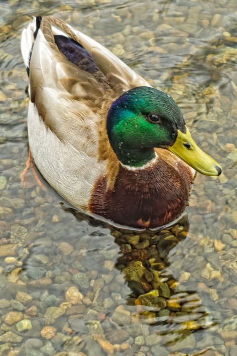 Beautiful Wild Animals, Duck Pictures, Duck And Ducklings, Duck Photo, Baby Polar Bears, Photo Animaliere, Duck Bird, Baby Ducks, Mallard Duck