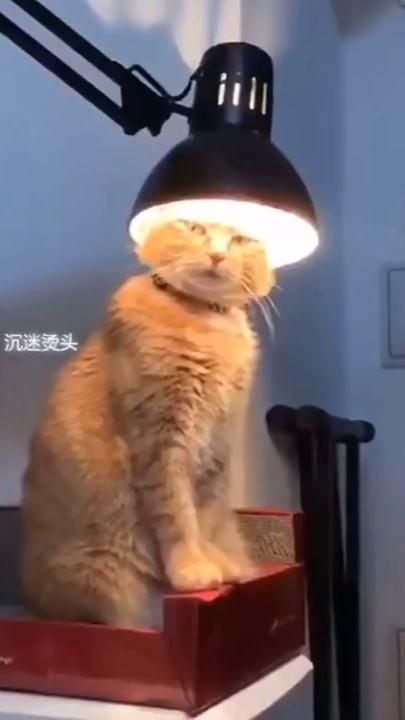 Funny Cat Compilation, Fun Videos, Animals Pictures, Cute Cat Gif, Funny Cute Cats, So Funny, Funny Cat Videos, Cute Toys, Cat Gif