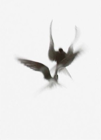 ZsaZsa Bellagio Two Birds Aesthetic, Bird Aesthetic Dark, Birds Aesthetic, Grey Bird, Arctic Tern, Grey Street, Bird Song, Night Circus, Secrets Of The Universe