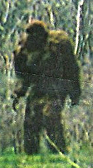 A bigfoot photo surfaces from Price,Utah. Creature appears big and bulky but is it real Real Bigfoot, Bigfoot Pictures, Nephilim Giants, Bigfoot Art, Finding Bigfoot, Bigfoot Sightings, Monster Legends, Creepy Photos, Bigfoot Sasquatch