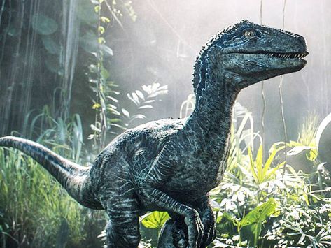 ‘Jurassic World’ Live: Dino tour lumbering into Canada this year Raptors Wallpaper, Jurassic World Raptors, Blue Jurassic World, Jurassic World 3, Wallpaper Gif, Raptor Dinosaur, Jurassic World Dominion, Dinosaur Pictures, Theme Tattoo