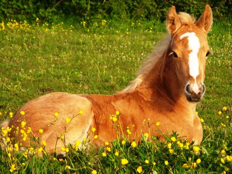 Cute Foals | Cute Horse Wallpapers - Wallpaper Cave Baby Horses, Horse Wallpaper Ipad, Aesthetic Horse Wallpaper, Aesthetic Horse, Horse Background, Palomino Horse, Free Horses, Wallpaper Ipad, Horse Wallpaper