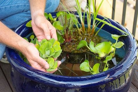 Garden Maintenance, Small Water Gardens, Water Garden Plants, Container Water Gardens, Indoor Water Garden, Aquatic Garden, Water Container, Pond Plants, Water Pond