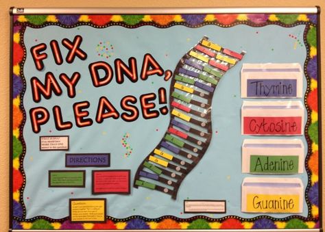 20 of the Best Science Bulletin Boards and Classroom Decor Ideas Life Science Classroom, High School Science Classroom, High School Bulletin Boards, Science Display, Dna Structure, Classroom Decor Ideas, Science Bulletin Boards, Middle School Science Classroom, Interactive Bulletin Boards