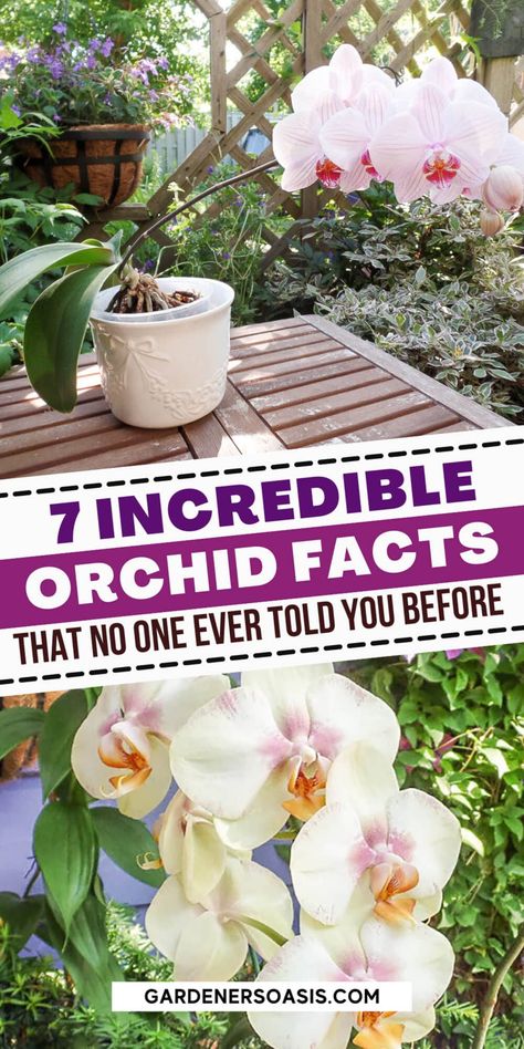 How To Take Care Of An Orchid, Transplanting Orchids, Caring For Orchids, Orchid Propagation, Gardening Memes, Phalaenopsis Orchid Care, Orchids In Water, Repotting Orchids, Orchid Fertilizer