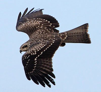 Black Kite Kite Bird, Raptor Bird Of Prey, Raptors Bird, Carpe Noctem, Bird Wings, Australian Birds, Owl Bird, Big Bird, All Birds