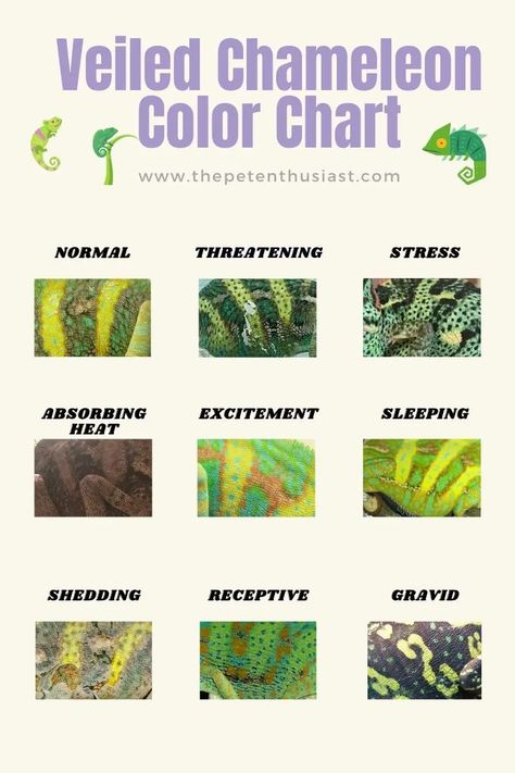 Veiled Chameleon Color Chart Chameleon Safe Plants, What Do You Need For A Chameleon, Chameleon Set Up, Veiled Chameleon Care, Chameleon Care Tips, Veiled Chameleon Enclosure Ideas, Chameleon Cage Setup Ideas, Veiled Chameleon Enclosure, Diy Chameleon Enclosure