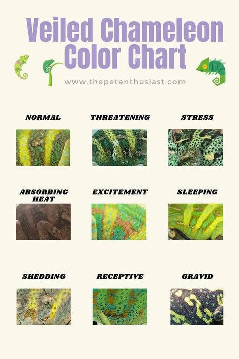 Veiled Chameleon Color Chart Chameleon Safe Plants, What Do You Need For A Chameleon, Chameleon Set Up, Chameleon Care Tips, Veiled Chameleon Care, Veiled Chameleon Enclosure Ideas, Chameleon Cage Setup Ideas, Diy Chameleon Enclosure, Veiled Chameleon Enclosure