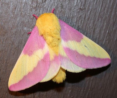 Pink and Yellow Moth.   I found this moth on my back porch. I rescued it from the screen door.  This is not my photo. The moth had flown away before I could get the camera.     Maple spotted pink and yellow moth.  July 1, 2019 Moth Pottery Painting, Rosey Maple Moth Drawing, Rosey Maple Moths, Moth Facts, Pretty Insects, Silk Moths, Maple Moth, Pink Moth, Rosy Maple Moth