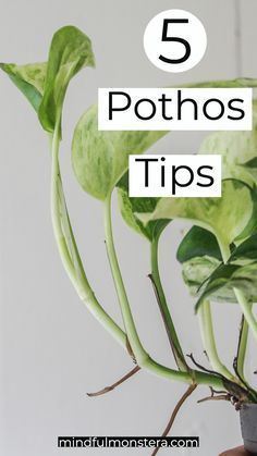 Pothos Hanging Plant, Pothos Indoor Decor, Nature, Fuller Pothos Plant, Green Plant Bedroom Ideas, Healthy Indoor Plants, Indoor Plants Pothos, How To Get Pothos To Vine, How To Display Pothos Plant