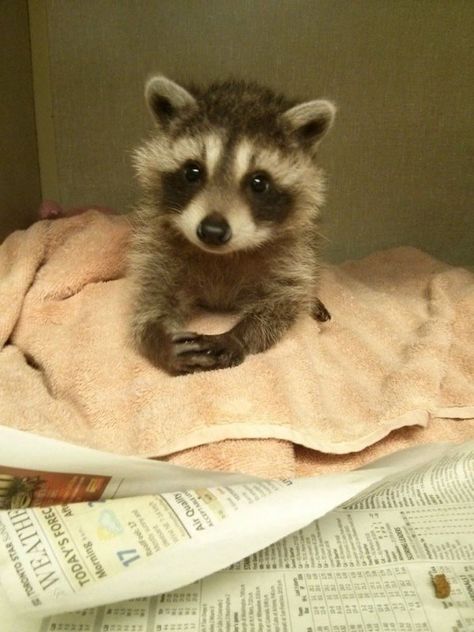 Cute Raccoons Looking Like A Mini Version Of Pandas Racoon, Pet Raccoon, Raccoon Funny, Cute Raccoon, Baby Animals Pictures, Trash Panda, Pretty Animals, Haiwan Peliharaan, Silly Animals