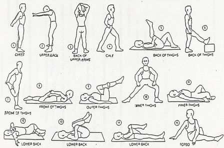 Stretch it out: It's Important! An article on why and when you should stretch. Fitness Components, Cheer Stretches, Post Workout Stretches, Warm Up Stretches, Daily Stretches, Muscular Strength, Stretch Routine, Yoga Iyengar, After Workout