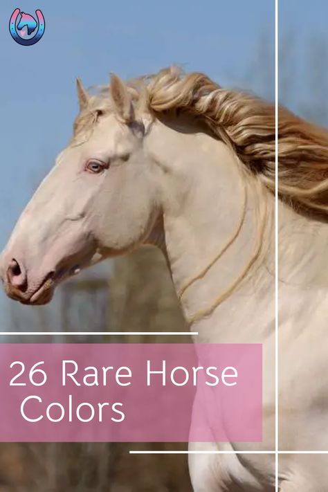 Calling all horse-lovers! Check out this amazing list of the world's 26 most unusual and rare horse colors and patterns! From the striking 'Appaloosa' to the rare 'Sooty Palomino' and 'Tiger Horse' - you won't want to miss this amazing look at some of the rarest breeds of horses around the world. #HorseLove #RareHorseColors #UnusualHorsePatterns Unusual Horse Colors, Spanish Horses Breeds, Blue Roan Appaloosa, Unique Horse Colors, Andulasian Horse, Types Of Horses Breeds, Beautiful Horses Rare, Irish Draught Horse, Sooty Palomino