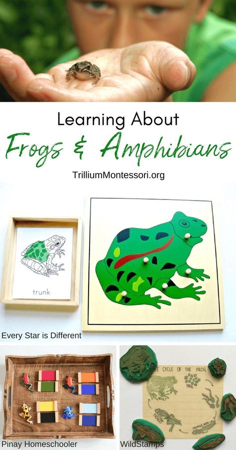Ideas for a Frogs and Amphibians Unit for Montessori and preschool.  Links to printables, resources, and classroom ideas Montessori, Amphibians Activities, Frog Activities, Montessori Science, Emprendimiento Ideas, Montessori Lessons, Frog Life, Preschool Units, Frog Theme