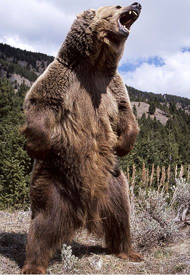 Marseille, Grizzly Bear Standing, Bear Standing, Angry Bear, Wild Flower Meadow, Brown Bears, Mouth Open, Bear Stuffed Animal, Grizzly Bear