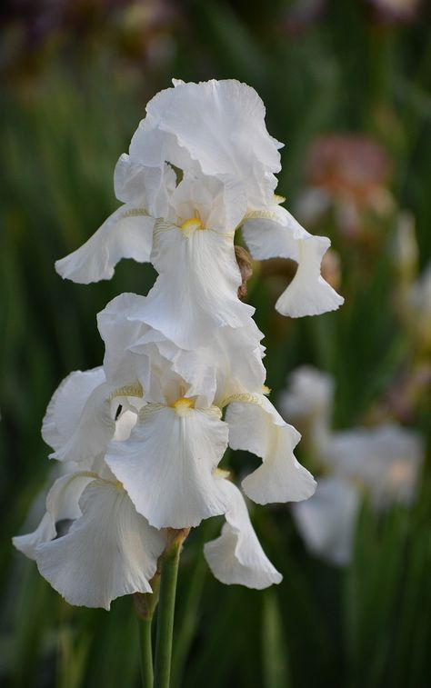 White Iris Flower Aesthetic, White Iris Bouquet, Tv Wall With Fireplace, Flowers Bouquet Aesthetic, White Iris Flower, Flowers Board, Flowers Doodle, Iris Wedding, Iris Bouquet