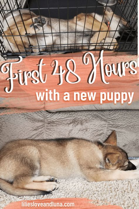 Puppy Schedule For Working Owners, Newborn Puppy Care, First Night With Puppy, Bringing Home Puppy, Puppy Schedule, Puppy Starter Kit, Puppy Pens, New Puppy Checklist, Puppy List