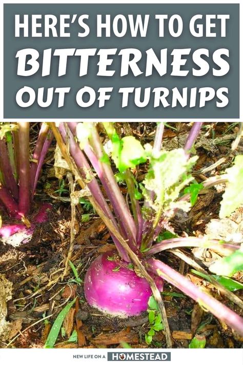 Cooking Turnips How To, Cooked Turnips Recipe, How To Cook Turnips Recipes, How To Preserve Turnips, What To Do With Turnips, Recipes For Turnips, Turnip Root Recipes, Turnips Recipe Southern Style, Purple Top Turnips Recipe