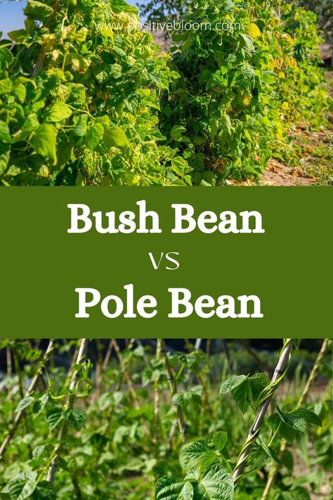 Check this article if you want to know what the difference is between pole bean vs bush bean, but also how to plant and grow these low-maintenance plants. Growing Bush Beans, Growing Beans, Beans Vegetable, Bush Garden, Growing Carrots, Bush Plant, Bean Plant, Bush Beans, Pole Beans