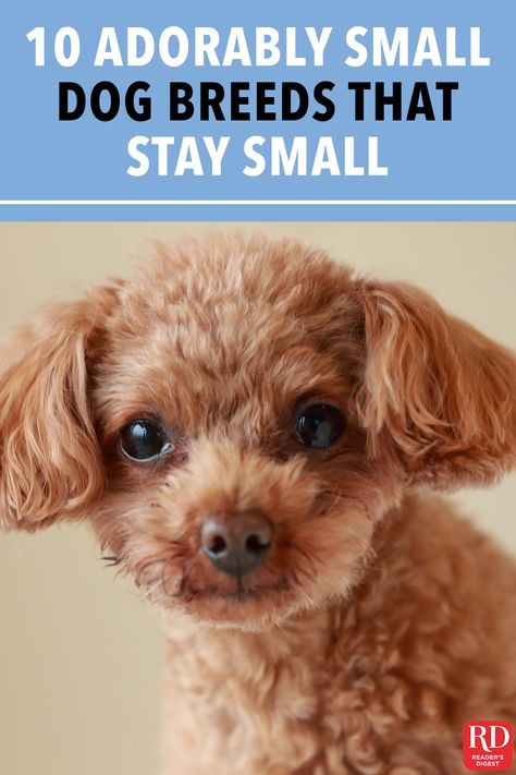 Puppies That Stay Small Forever, Small Puppies That Dont Grow, Cute Dogs That Stay Small Forever, Small Quiet Dogs, Small Puppies Breeds, Small Cute Dogs Breeds, Cute Puppy Breeds That Stay Small, Things You Need For A Small Dog, Cute Dogs That Stay Small