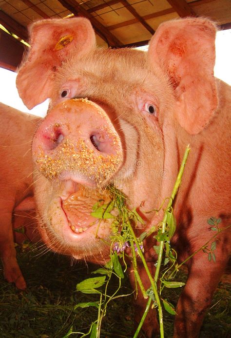 Funny pig face. Dirty pig while eating something , #Sponsored, #pig, #Funny, #face, #eating, #Dirty #ad Pig Funny Pictures, Pig Photography, Pig Photos, Funny Pig Pictures, Pig Photo, Funny Faces Pictures, Fat Pig, Funny Face Photo, Ugly Animals