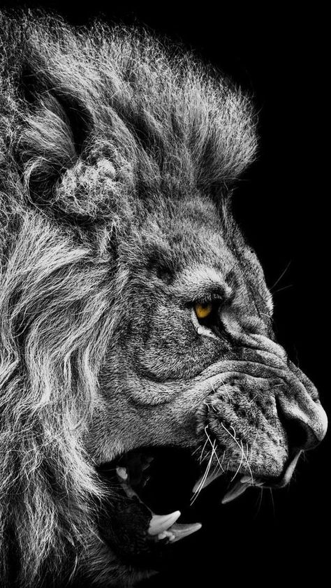 #Angry #Lion #Roaring Lion Roar, Black And White Lion, Tattoo Lion, Pawprint Tattoo, Lion Tattoo Design, Roaring Lion, Lion Wallpaper, Lion Images, Lion Pictures