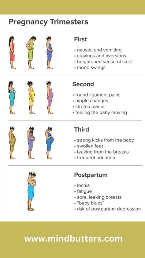 Pregnancy is roughly divided into 3 stages known as trimesters of about 3 months each : first trimester – conception to 12 weeks. second trimester – 13 to 27 weeks. third trimester – 28 to 40 weeks. Pregnancy Exercise First Trimester, Pregnancy Trimesters, First Trimester Workout, Pregnancy Stretches, First Trimester Pregnancy, First Month Of Pregnancy, Pregnancy After Loss, Getting Pregnant Tips, Pregnancy First Trimester
