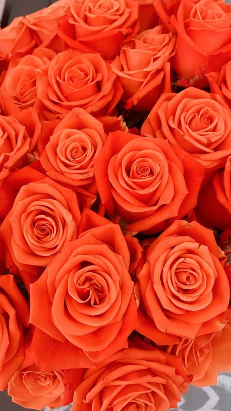 Orange Roses Wallpaper, Orange Backgrounds, Bunch Of Roses, Fleur Orange, Flower Background Iphone, Roses Wallpaper, Rose Background, Rosé Aesthetic, Rose Orange