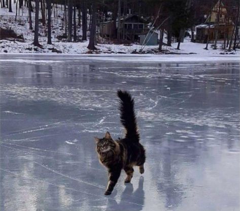 Frozen Lake Aesthetic, Cats In Snow, Cats In Nature, Cats In Winter, Cat In Snow, Lake Animals, Winter Lake, Winter Cat, Cat Pose