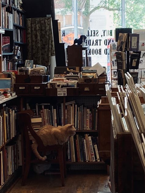 Old Library Aesthetic, Old Bookstore, Bookstore Cats, Vintage Bookstore, Bookstore Cafe, Library Aesthetic, Old Library, Book Cafe, Cat Books