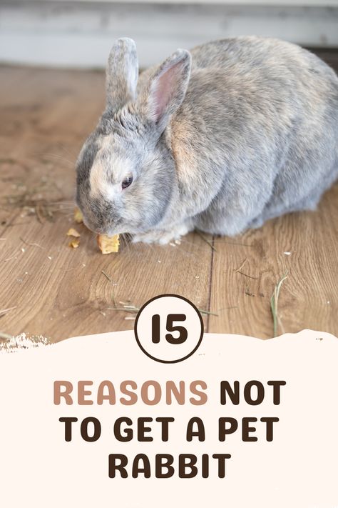 While rabbits are adorable little critters, they're not as easy to care for as they look. That's why we bring you 15 reasons not to get a pet rabbit. Before deciding to adopt and welcome a bunny into your home, consider these 15 things so you don't end up regretting your decision and rehoming your new pet! How To Pick Up A Bunny, Rabbit Housing Indoor, Best Bunnies For Pets, What Do You Need For A Pet Bunny, Pet Bunny Rabbits Cage, Bunny Pet Care, Rabbit Pet Care, Bunnies As Pets, Bunny Ideas Diy