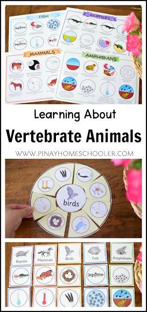 Montessori, Montessori Lifestyle, Animal Characteristics, Montessori Resources, Montessori Infant, Vertebrates And Invertebrates, Camp Projects, Science Printables, Animal Studies