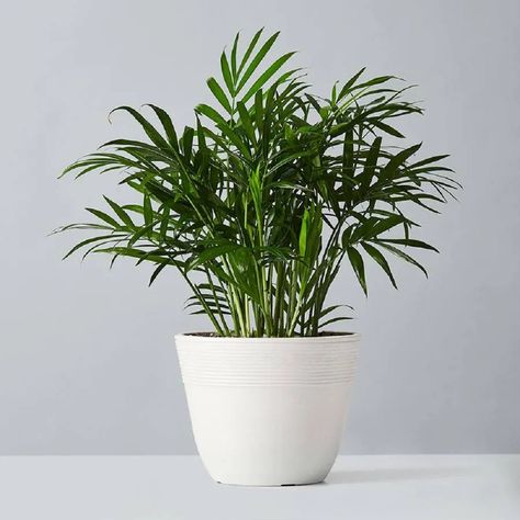 CafeMom.com : Parlor Palm : 19 Plants That NASA Says Will Keep a Home's Air Cleaner -- So easy-care, and so good for the air! The parlor palm, also known as the bamboo palm, is one of the best for clearing the air of a wide range of toxins in the home, and is also safe for dogs and cats. Parlor Palm ($45, plants.com) Outside Paint Colors, Red Wiggler Worms, Best Air Purifying Plants, Heart Leaf Philodendron, Bamboo Palm, Air Cleaning Plants, Outside Paint, Ficus Benjamina, Parlor Palm