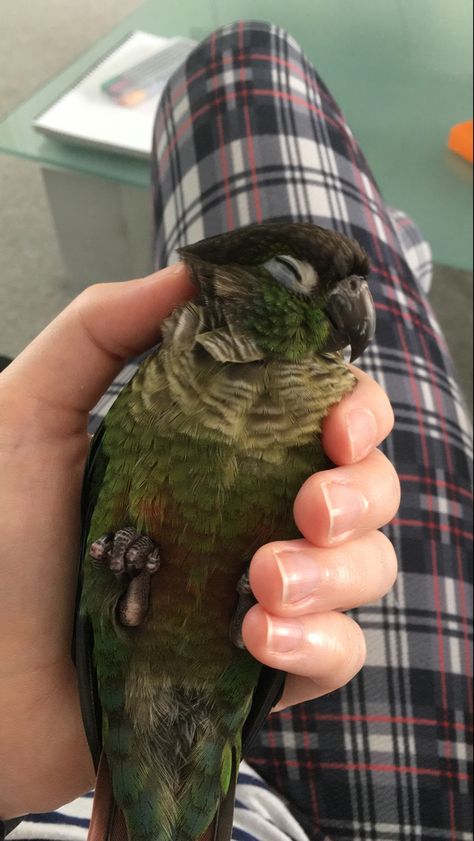 Kawaii, Parrot Pet Aesthetic, Veterinarian Motivation, Pet Bird Aesthetic, Parrot Aesthetic, Conure Bird, Pet Birds Parrots, Pet Parrot, Conure Parrots