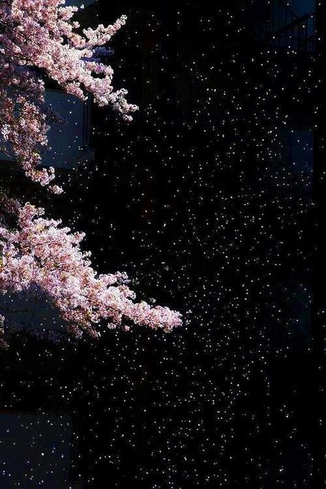 Sakura Cherry Blossom, Cherry Blossom Flowers, Maneki Neko, Dark Night, Scenery Wallpaper, Flower Wallpaper, Nature Beauty, Pretty Wallpapers, Night Sky