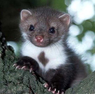 Young Beech Marten (Martes foina) Nilgiri Marten, Beech Marten, Pine Marten, Funny Drawings, Little Critter, White Pine, 5 Pounds, Central Asia, Love And Respect