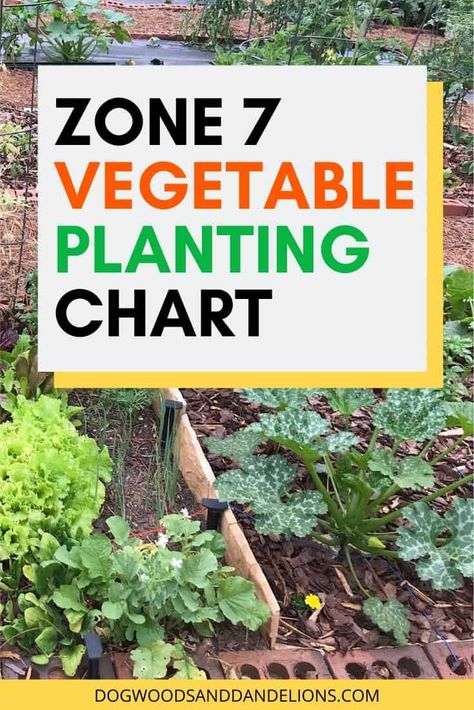 This Zone 7 vegetable planting chart can be easily adapted to other gardening zones. You will know when to plant each vegetable at the proper time. #dogwoodsanddandelions #gardening #vegetablegardening Zone 7 Vegetable Planting Guide, Gardening Schedule Calendar Zone 7, Growing Calendar For Zone 7, What Vegetables Can Be Planted Together, Zone 7 Planting Schedule Vegetables, Zone 7-8 Planting Schedule, What To Plant In April In Zone 7, Zone 7 Gardening Vegetables, What To Plant In February In Zone 7